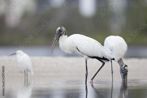A couple of Woodstorks (Mycteria americana) foraging in a pond on a beach. photo