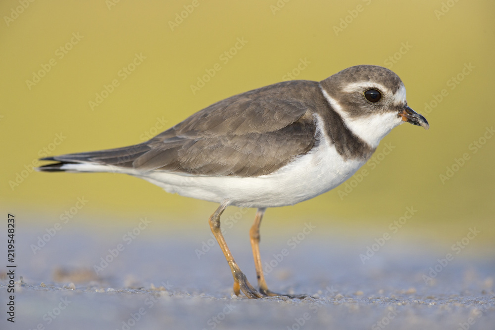 Semipalmated plover (Charadrius semipalmatus) foraging on Florida beach. Semipalmated plover (Charadrius semipalmatus) foraging on Florida beach.