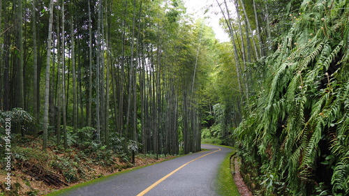 Zhunan Zhuhai bamboo forest