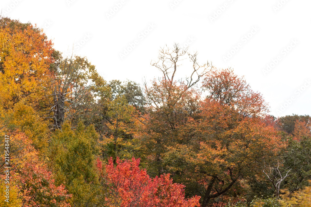 Autumn foliage mixed trees with mountains in the distance, horizontal aspect