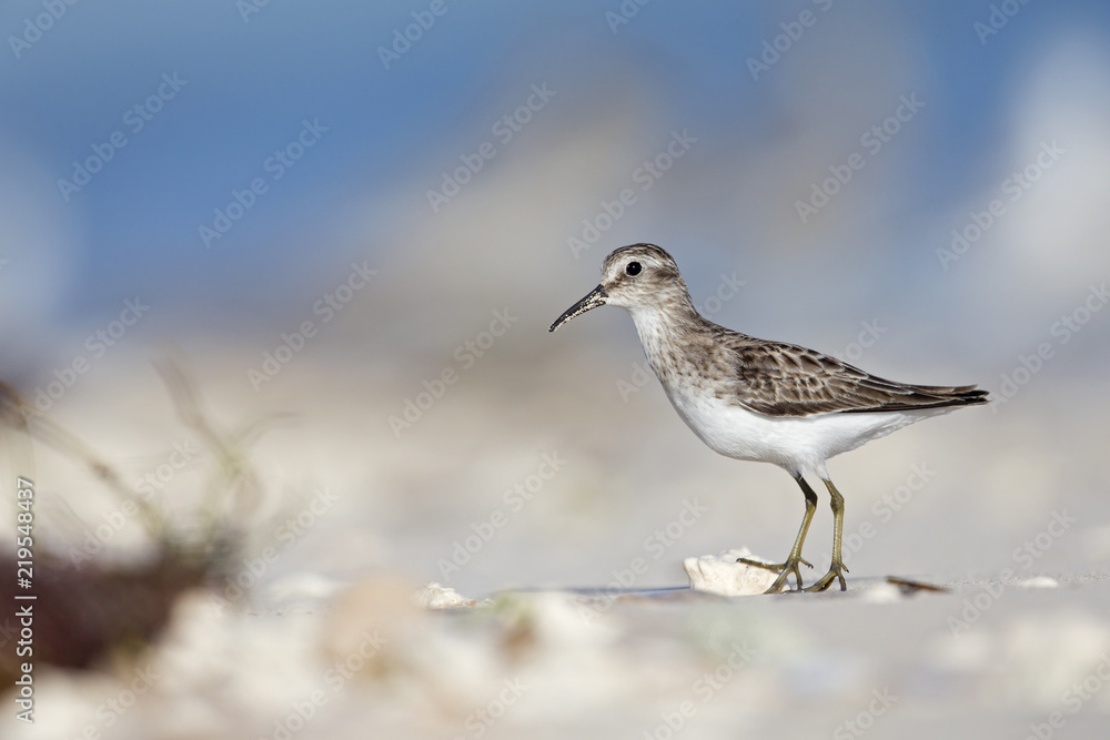 least sandpiper (Calidris minutilla) foraging on the beach of Key West. least sandpiper (Calidris minutilla) foraging on the beach of Key West.