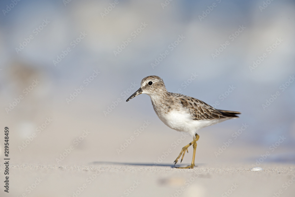 least sandpiper (Calidris minutilla) foraging on the beach of Key West. least sandpiper (Calidris minutilla) foraging on the beach of Key West.