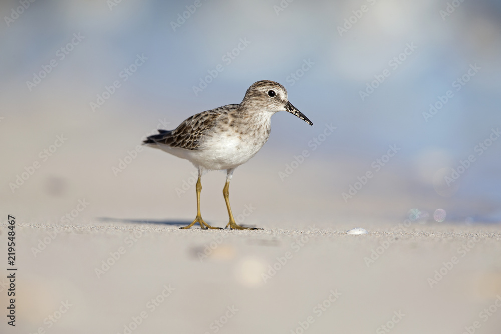 least sandpiper (Calidris minutilla) foraging on the beach of Key West. least sandpiper (Calidris minutilla) foraging on the beach of Key West.