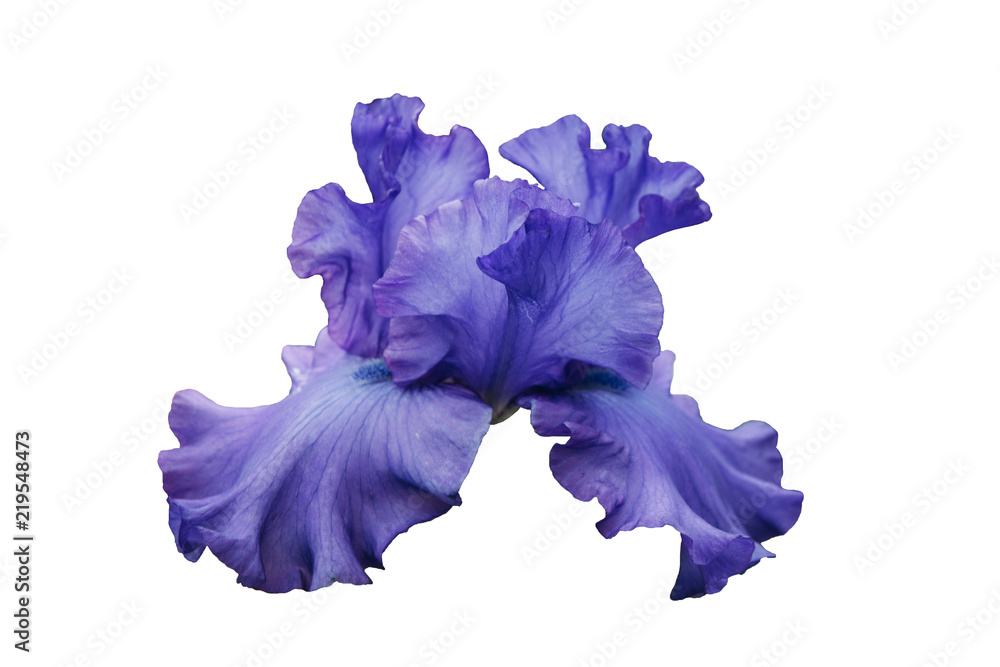 Obraz premium The iris flower is blue-violet in color. 