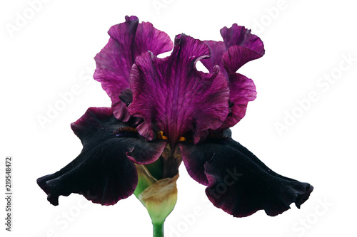 A flower of an iris with dark pink and black petals.