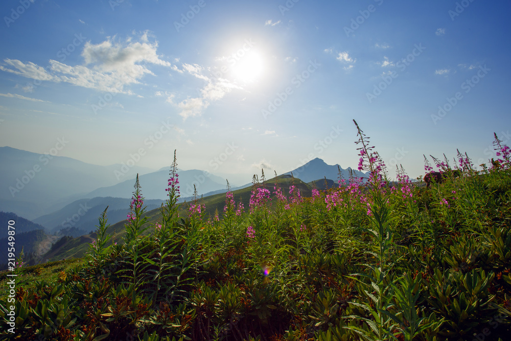 Obraz premium Roza Khutor Plateau Summer Alpine Ski Resort Landscape, Sochi, Russia. Close Up Of Alpine Meadow On A Background Of Caucasian Mountains