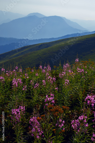 Roza Khutor Plateau Summer Alpine Ski Resort Landscape, Sochi, Russia. Close Up Of Alpine Meadow On A Background Of Caucasian Mountains