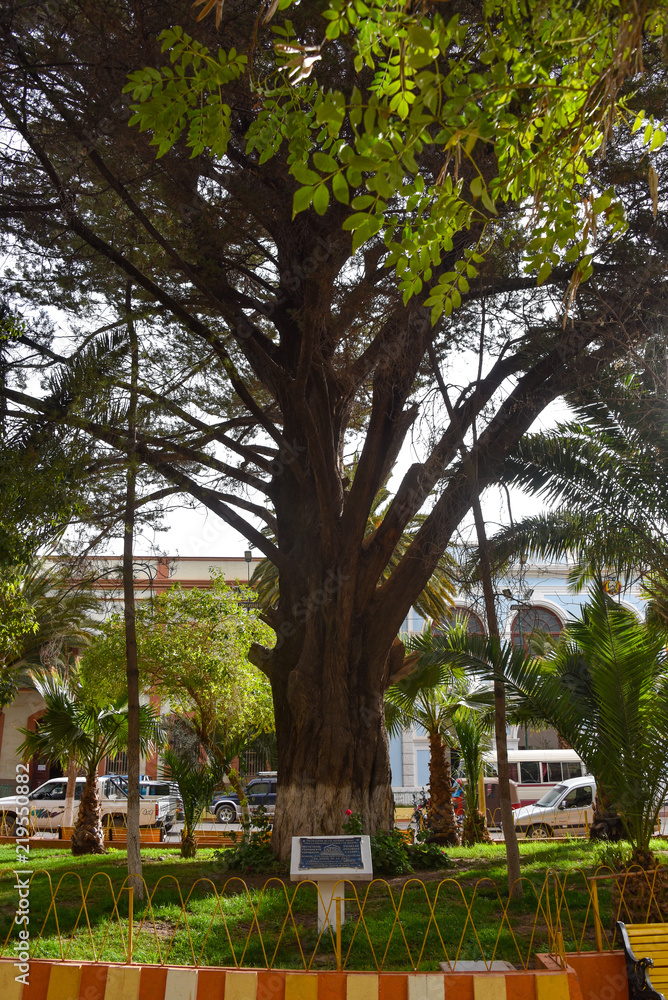 The Arbol de La Paz (Tree of Peace), in Plaza Independencia, Tupiza, Bolivia