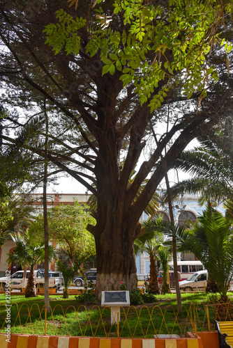 The Arbol de La Paz (Tree of Peace), in Plaza Independencia, Tupiza, Bolivia