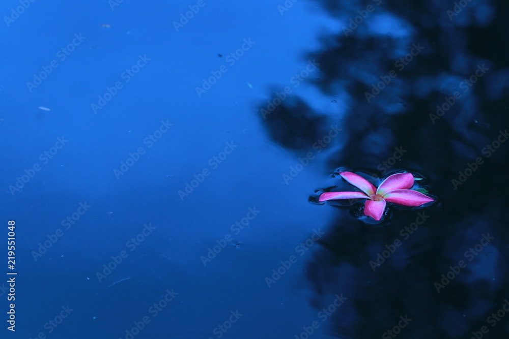 Close up pink plumeria flower floating in the water Close up pink plumeria flower floating in the water