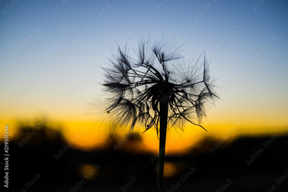 Silhouette of a dandelion at sunset in nature summer day