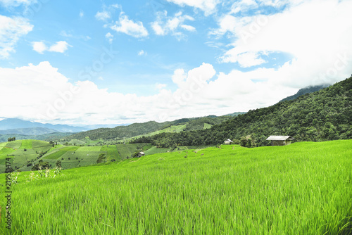 Green terraced rice field at Pa Bong Piang village