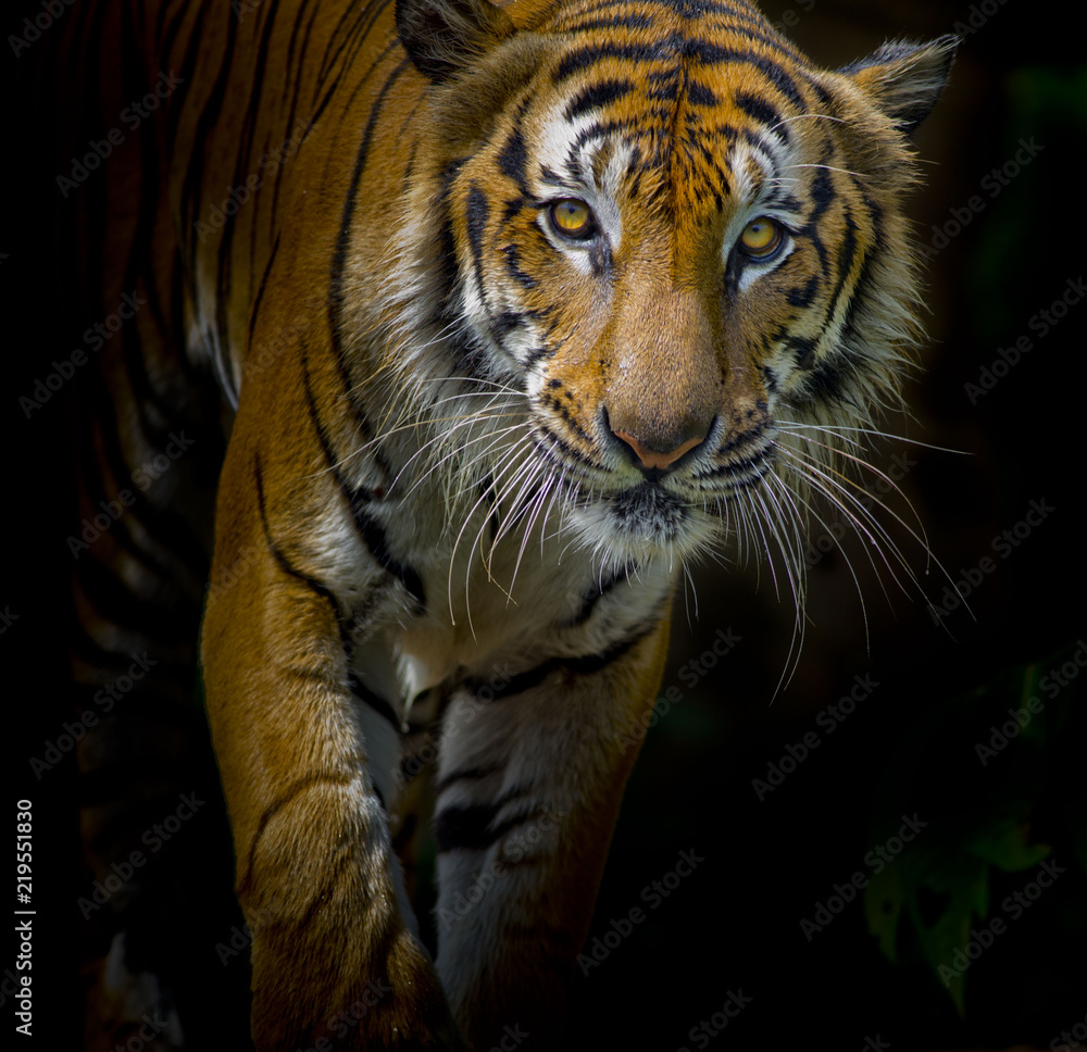 Tiger portrait in front of black background