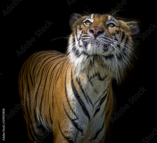 Fototapeta Naklejka Na Ścianę i Meble -  Tiger portrait in front of black background