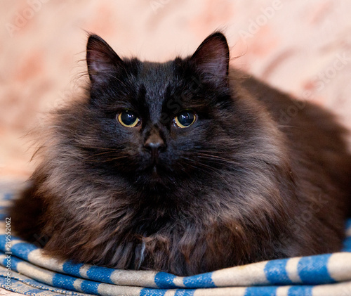 Large fluffy black cat with yellow eyes on a striped mat photo