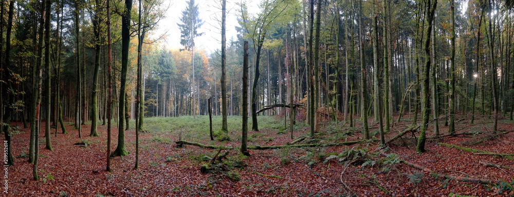 Fototapeta premium Panoramic view of autumn forest, beautiful autumn 4
