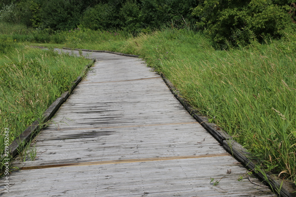 Obraz premium The boardwalk path through the marsh