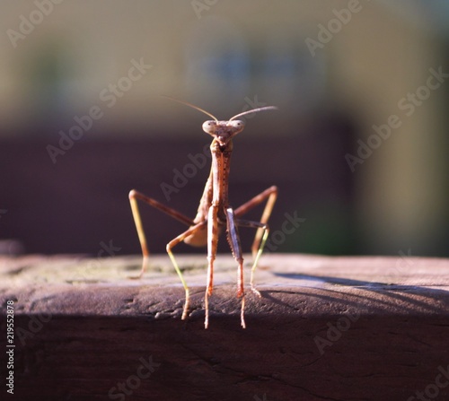 praying mantis hanging out on a bright flower photo