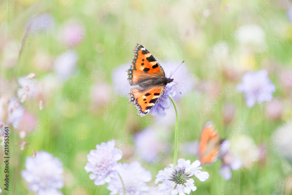 Orange Butterfly Gathering Pollen of Purple Flowers in Green Field Orange Butterfly Gathering Pollen of Purple Flowers in Green Field