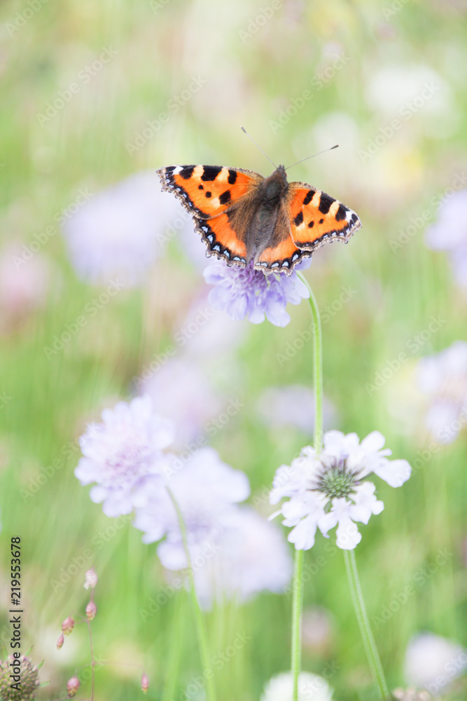 Obraz premium Orange Butterfly Gathering Pollen of Purple Flowers in Green Field