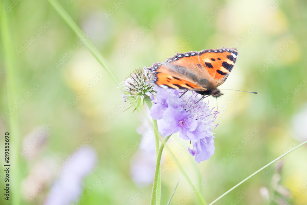Orange Butterfly Gathering Pollen of Purple Flowers in Green Field Orange Butterfly Gathering Pollen of Purple Flowers in Green Field