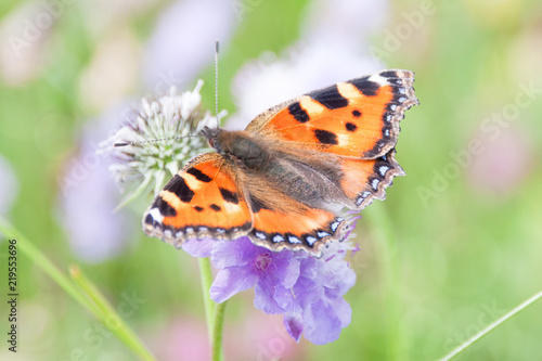 Orange Butterfly Gathering Pollen of Purple Flowers in Green Field © Angelina Cecchetto