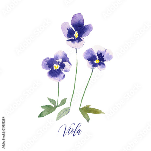 Small hand drawn watercolor pansies. Pansy plant with flowers isolated on white background