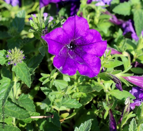 A close view of a purple flower of the garden.