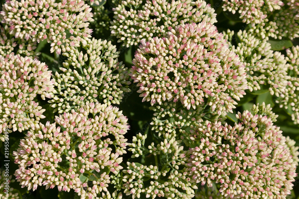 Obraz premium Flowers of an exotic plant as a background