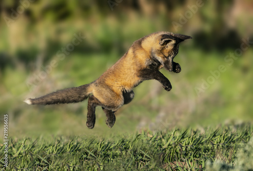 Flying Fox - A red fox kit launches in a sneak attack on one of its siblings. Silverthorne, Colorado. photo