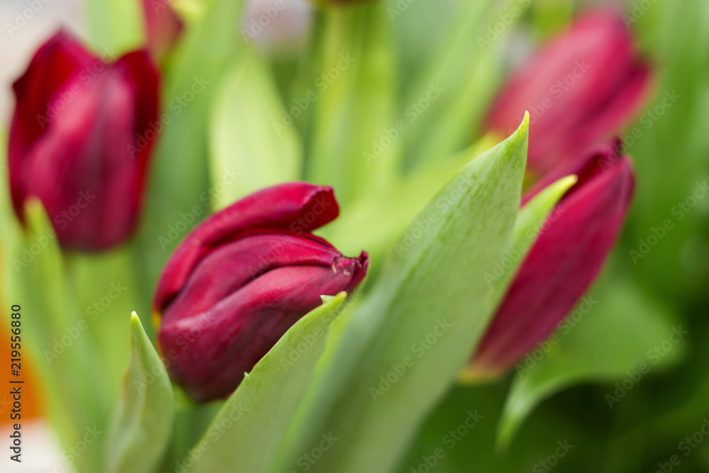 Naklejka premium Bouquet of red tulip isolated on white background