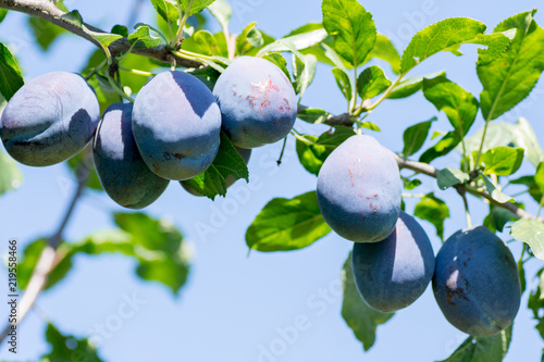 bunch of ripe tasty plums on a branch