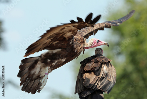 Close up of a White-headed Vulture in flight