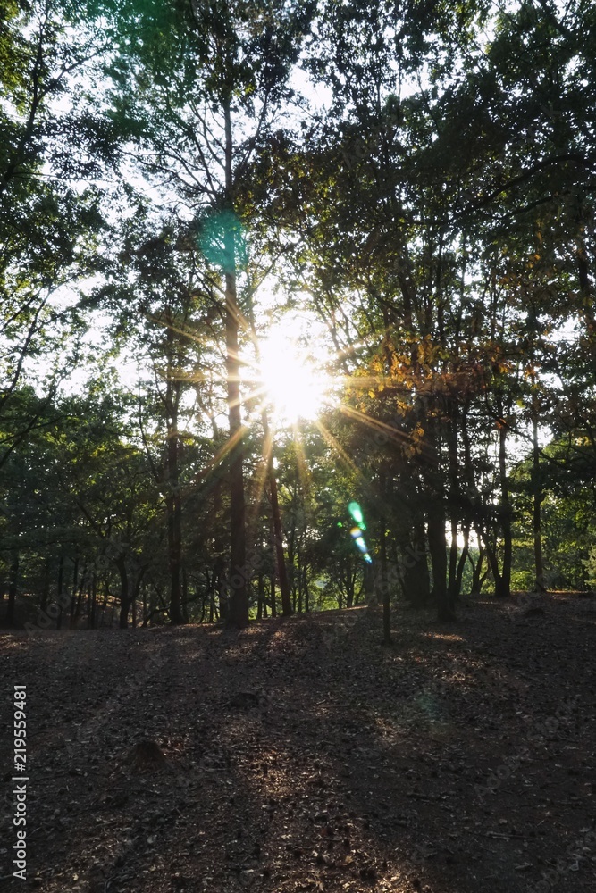 Obraz premium Sonne im Wald - Spätsommer - Fischbeker Heide | Hamburg