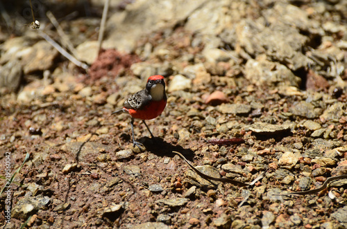 Australia, Zoology, Birds photo