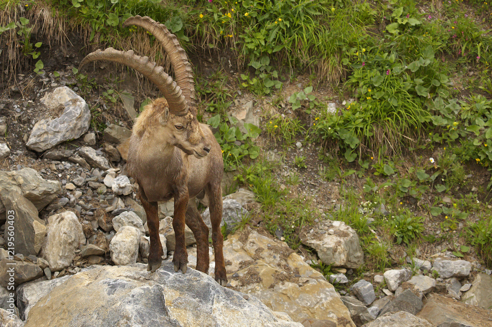 Alpine ibex with long horns standing on the stone