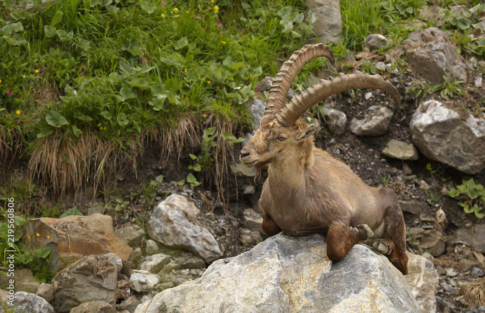 Resting alpine ibex with long horns sitting on the stone Resting alpine ibex with long horns sitting on the stone