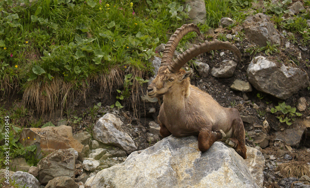 Resting alpine ibex with long horns sitting on the stone Resting alpine ibex with long horns sitting on the stone