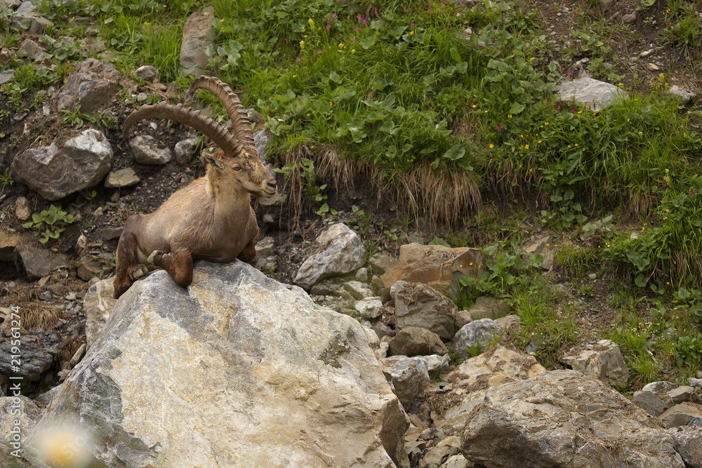 Resting alpine ibex with long horns sitting on the stone Resting alpine ibex with long horns sitting on the stone