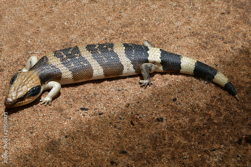 Australia, Zoology, Reptile