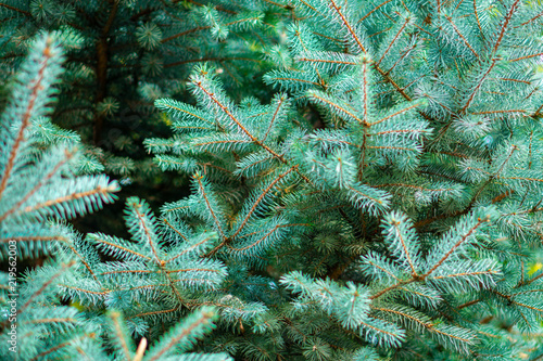 green spruce branches background