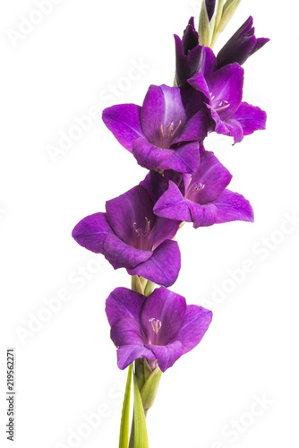 Fototapeta Naklejka Na Ścianę i Meble -  beautiful gladiolus flower isolated