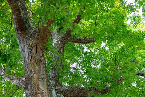 large impressive oak tree canopy at the Bainbridge Island Museum in the beautiful Pacific Northwest USA photo