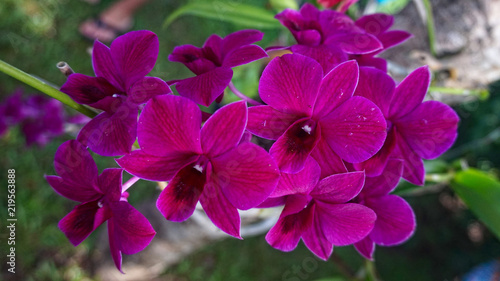 Fototapeta Naklejka Na Ścianę i Meble -  Orchids