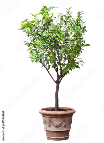 Tree in a pot isolated