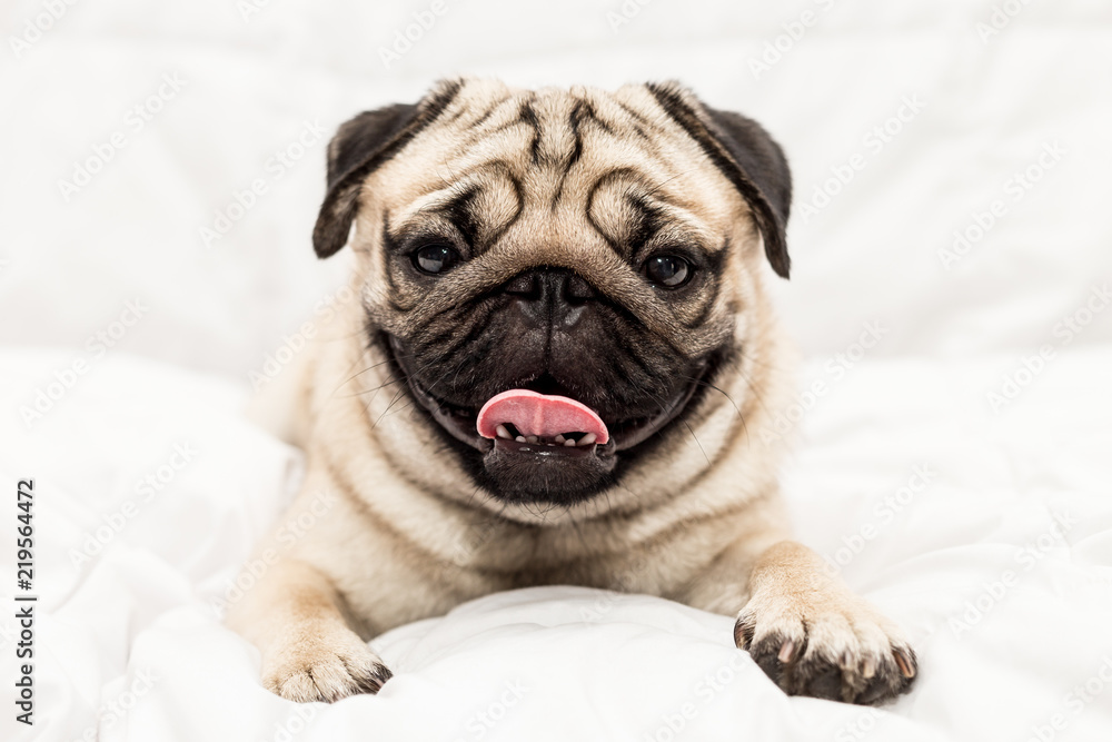Cute pug dog breed lying on white bed in bedroom smile with funny face and feeling so happiness after wake up in the morning