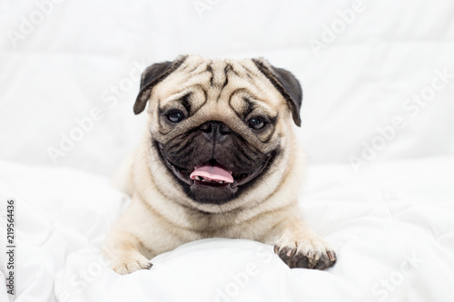 Cute pug dog breed lying on white bed in bedroom smile with funny face and feeling so happiness after wake up in the morning