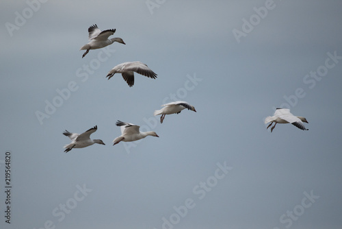 Flying white geese in sky