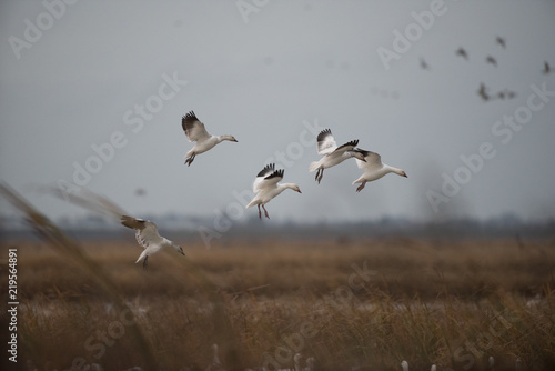 Flying white geese in nature