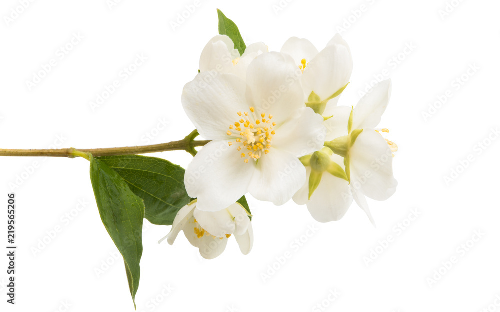 branch of jasmine branch of jasmine